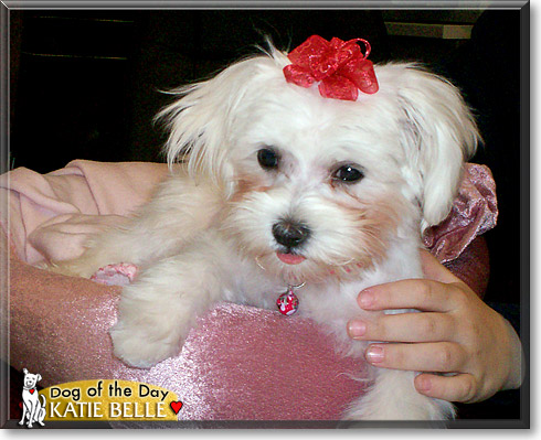Katie Belle, the Dog of the Day