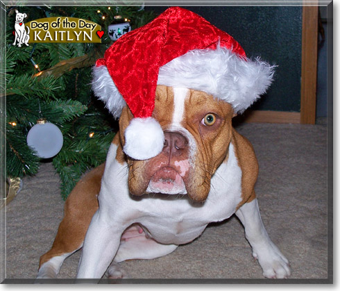 Kaitlyn, the Dog of the Day