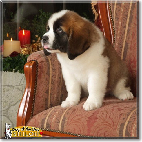 Shiloh, the Dog of the Day
