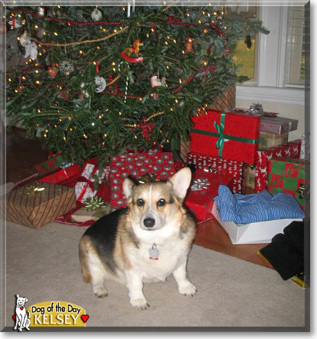 Kelsey, the Dog of the Day