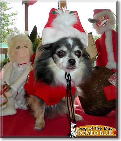 Romeo Blue, the Dog of the Day