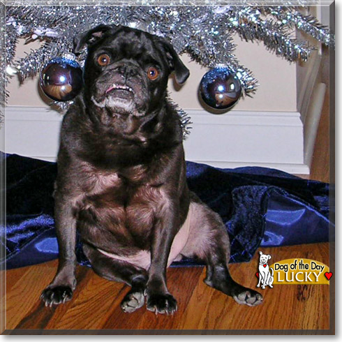 Lucky, the Dog of the Day Lucky, the Dog of the Day