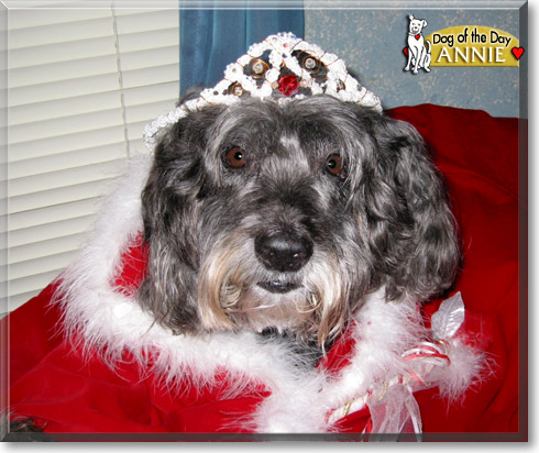 Annie, the Dog of the Day