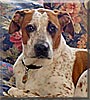 Buddy