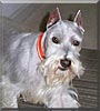 Archie