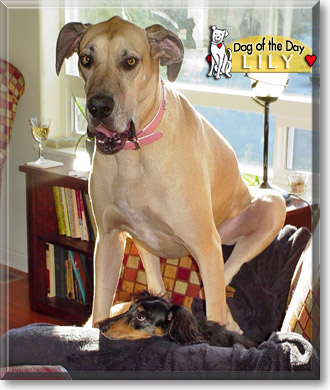 Lily, the Dog of the Day Lily, the Dog of the Day