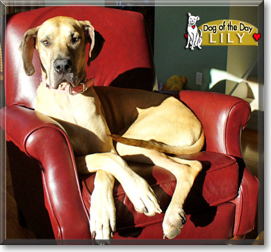 Luca, the Dog of the Day