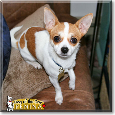 Penina, the Dog of the Day Penina, the Dog of the Day