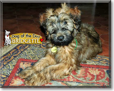 Bridgette, the Dog of the Day Bridgette, the Dog of the Day