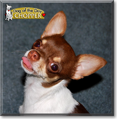 Chopper, the Dog of the Day Chopper, the Dog of the Day