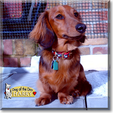 Harry, the Dog of the Day