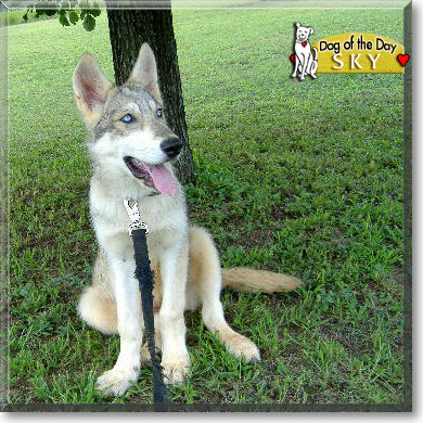 Sky, the Dog of the Day Sky, the Dog of the Day