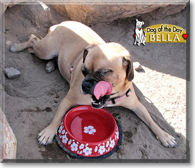Bella, the Dog of the Day