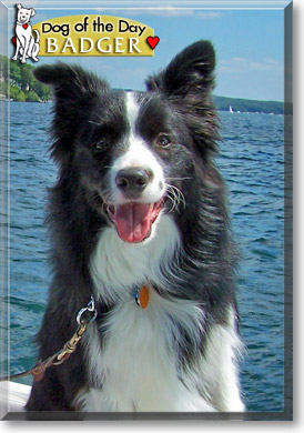 Badger, the Dog of the Day