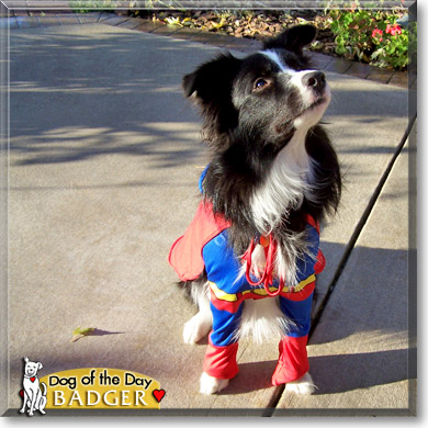 Badger, the Dog of the Day