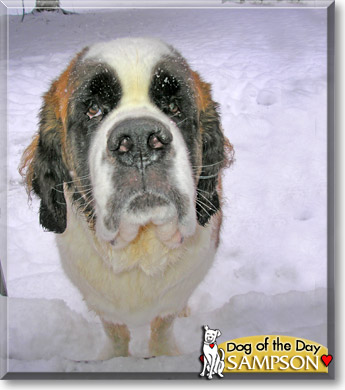 Sampson, the Dog of the Day