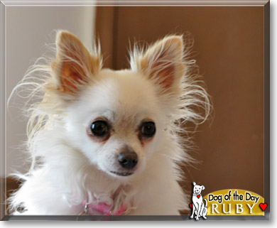 Ruby, the Dog of the Day