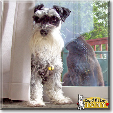 Tony, the Dog of the Day
