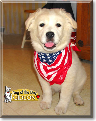 Gideon, the Dog of the Day Gideon, the Dog of the Day