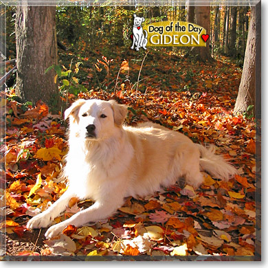 Gideon, the Dog of the Day