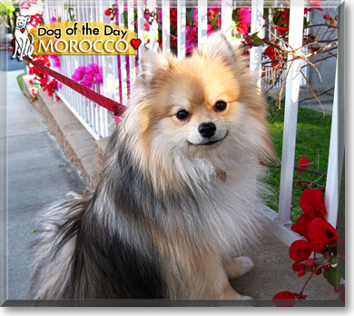 Morocco, the Dog of the Day Morocco, the Dog of the Day