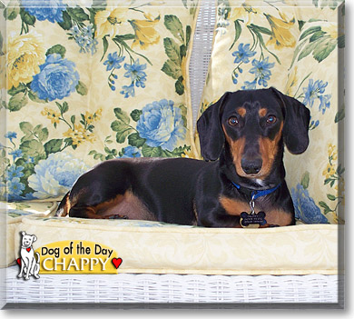 Chappy, the Dog of the Day