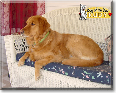Rudy, the Dog of the Day
