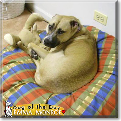 Emma-Monroe, the Dog of the Day