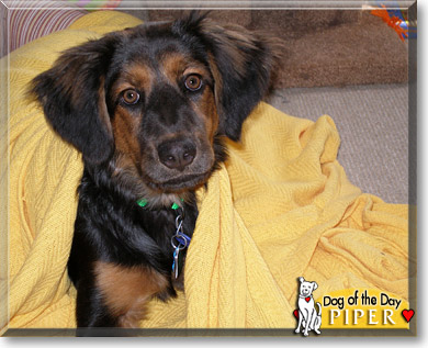 Piper, the Dog of the Day Piper, the Dog of the Day