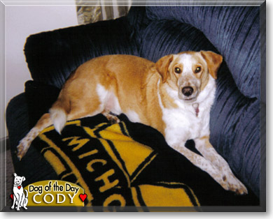 Cody, the Dog of the Day