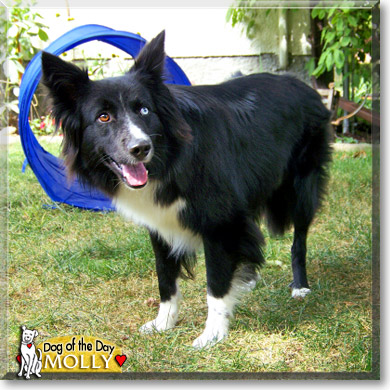 Molly, the Dog of the Day
