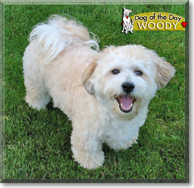 Woody, the Dog of the Day Woody, the Dog of the Day