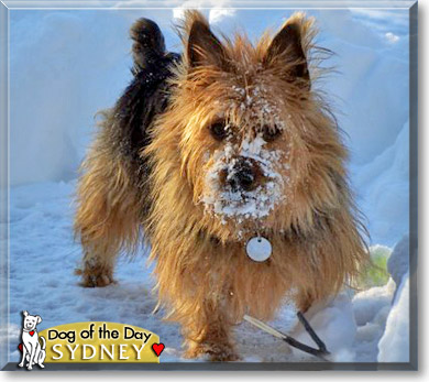 Sydney, the Dog of the Day