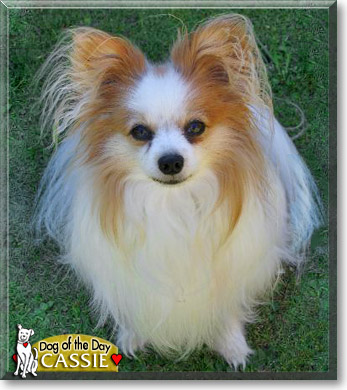 Cassie, the Dog of the Day Cassie, the Dog of the Day