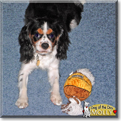 Molly, the Dog of the Day