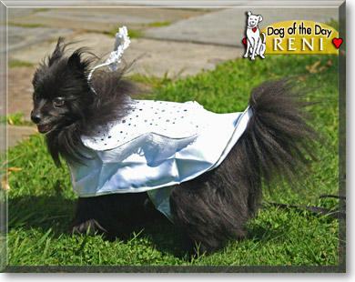 Reni, the Dog of the Day