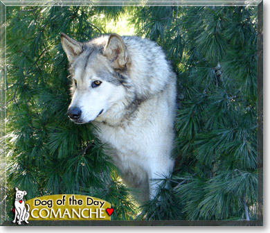 Comanche, the Dog of the Day