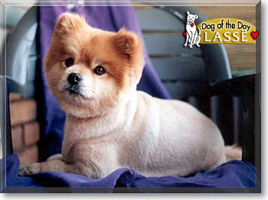 Lassë, the Dog of the Day Lassë, the Dog of the Day