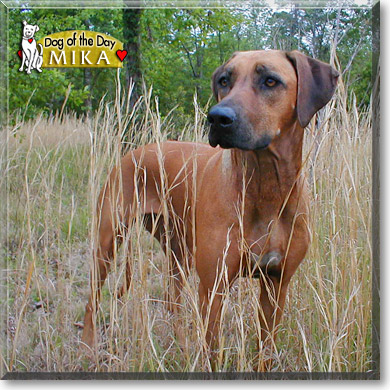 Mika, the Dog of the Day Mika, the Dog of the Day