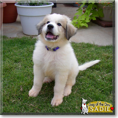 Sadie, the Dog of the Day Sadie, the Dog of the Day