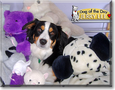 Jerry Lee, the Dog of the Day