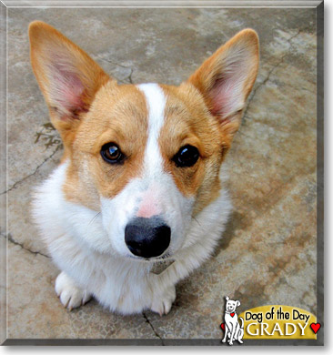 Grady, the Dog of the Day Grady, the Dog of the Day