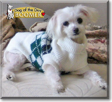 Boomer, the Dog of the Day