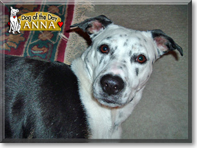Anna, the Dog of the Day Anna, the Dog of the Day