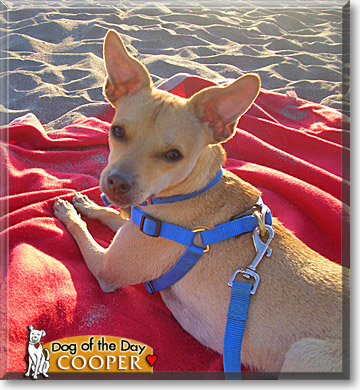 Cooper, the Dog of the Day Cooper, the Dog of the Day