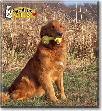 Otis, the Dog of the Day