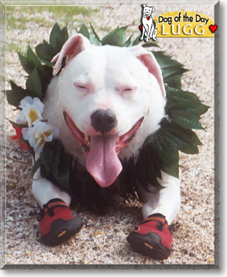 Lugg, the Dog of the Day