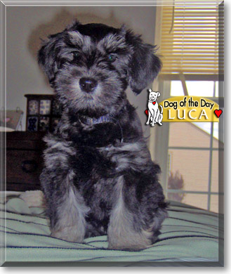 Luca, the Dog of the Day Luca, the Dog of the Day