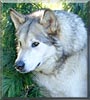 Comanche