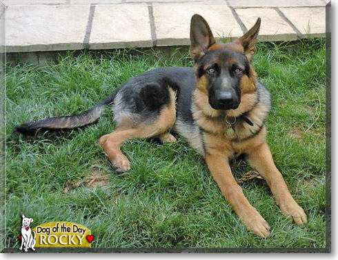 Rocky, the Dog of the Day